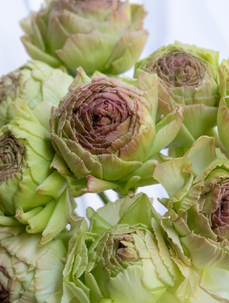 Ranunculus asiaticus ‘Vezelay’ 7 Bulbs