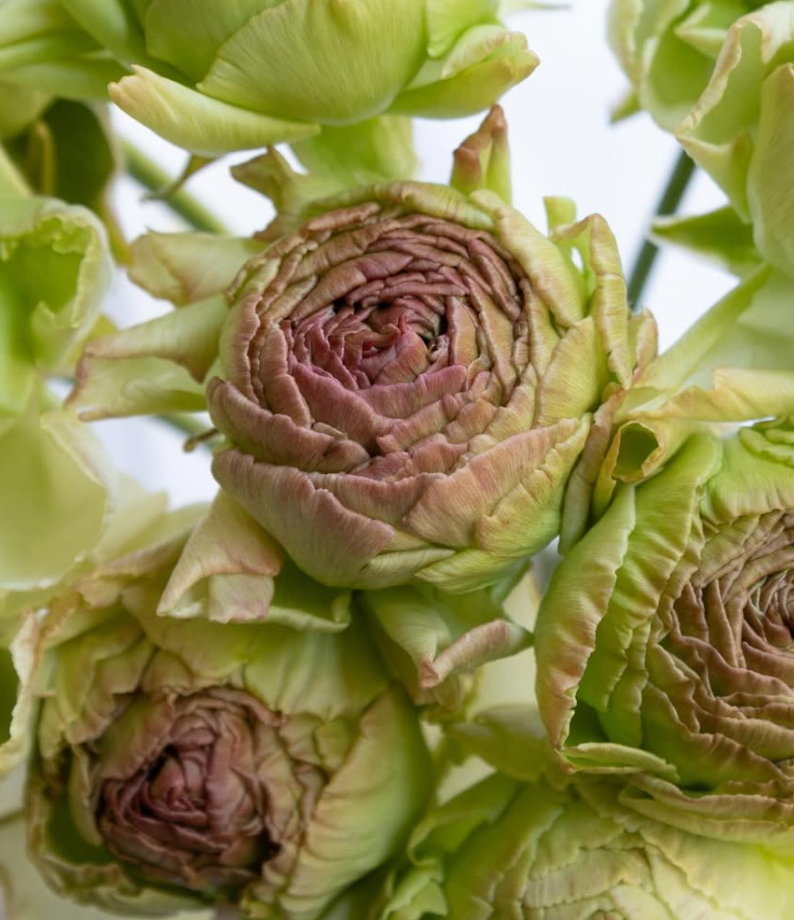 Ranunculus asiaticus ‘Vezelay’ 7 Bulbs