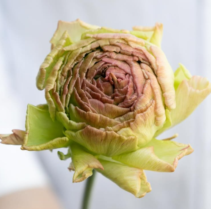 Ranunculus asiaticus ‘Vezelay’ 7 Bulbs