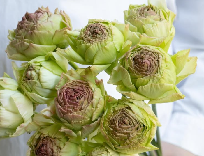 Ranunculus asiaticus ‘Vezelay’ 7 Bulbs