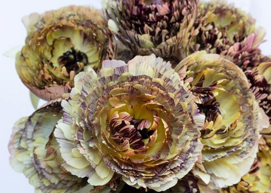 Ranunculus asiaticus ‘Verona’ 7 Bulbs