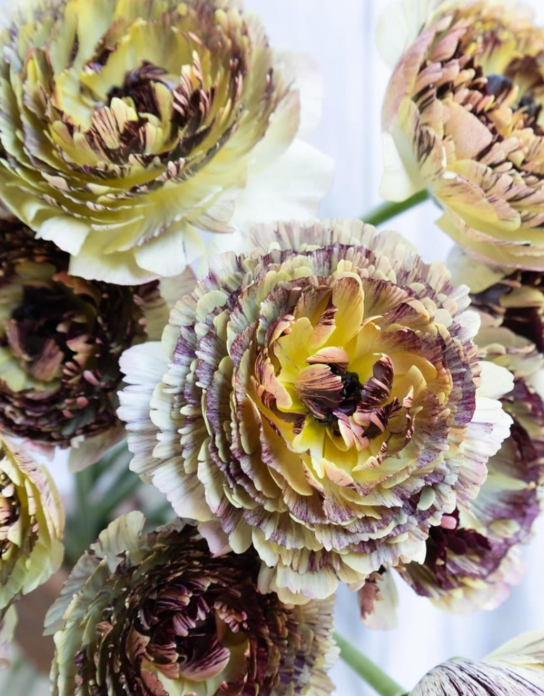 Ranunculus asiaticus ‘Verona’ 7 Bulbs