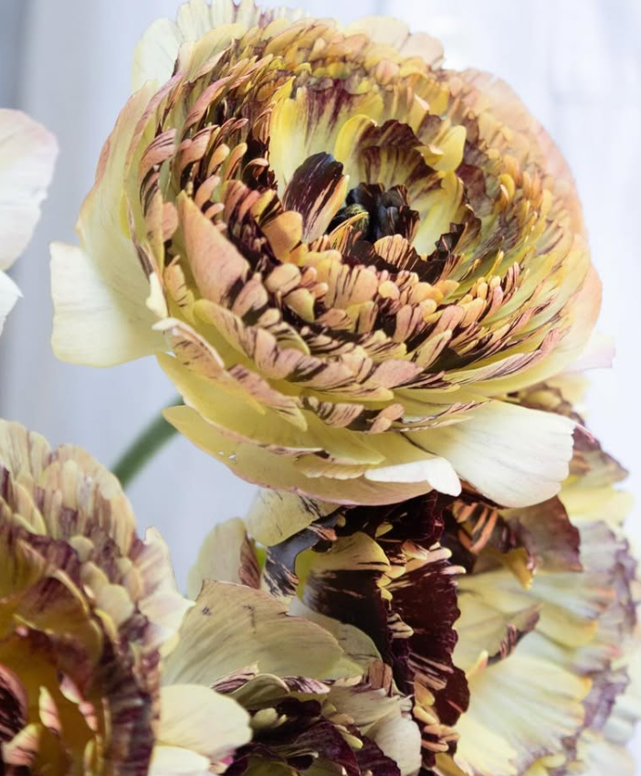 Ranunculus asiaticus ‘Verona’ 7 Bulbs