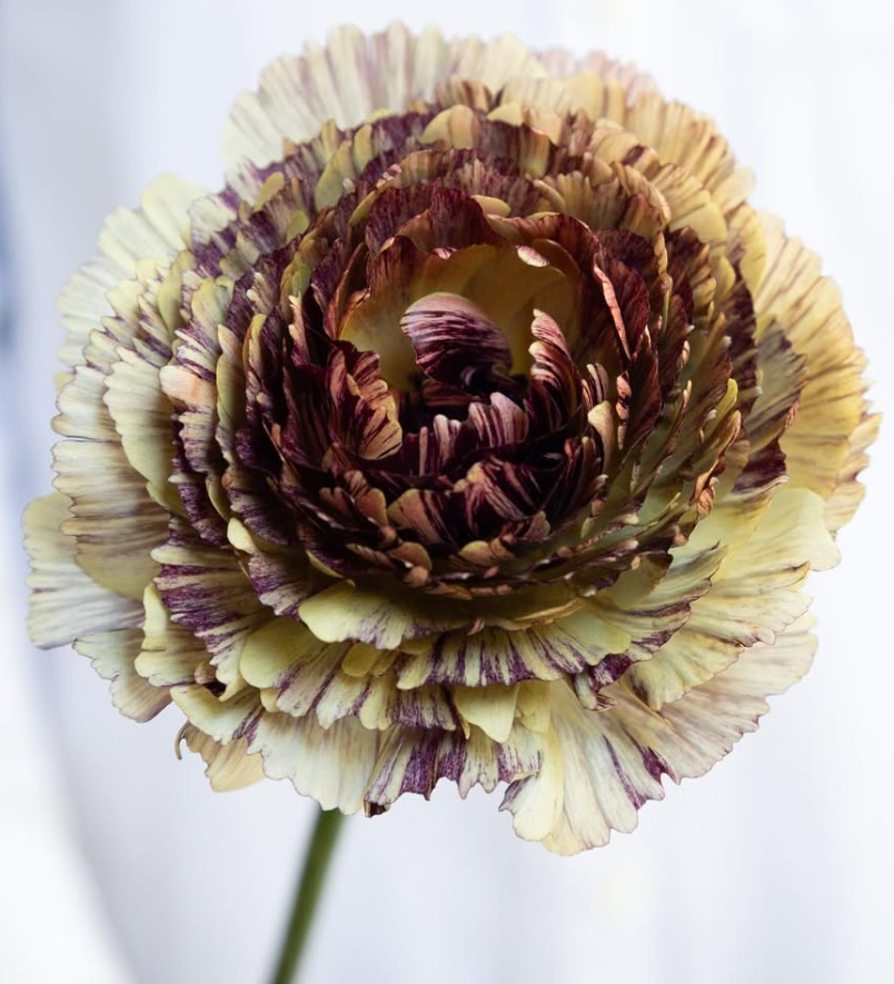 Ranunculus asiaticus ‘Verona’ 7 Bulbs