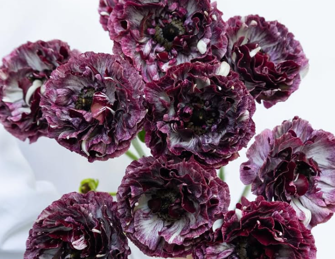 Ranunculus asiaticus ‘Cardinal’ 7 Bulbs