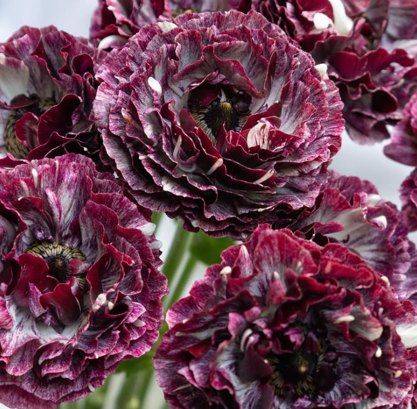 Ranunculus asiaticus ‘Cardinal’ 7 Bulbs
