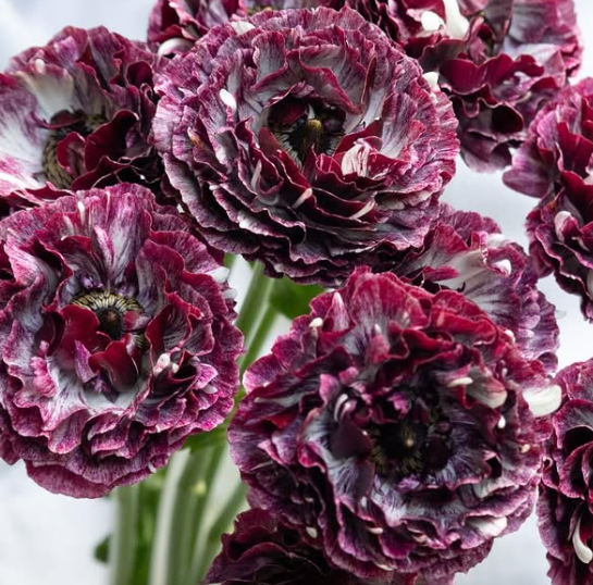 Ranunculus asiaticus ‘Cardinal’ 7 Bulbs