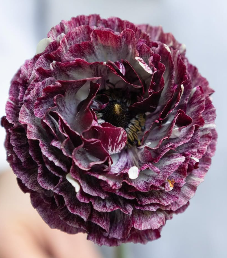 Ranunculus asiaticus ‘Cardinal’ 7 Bulbs