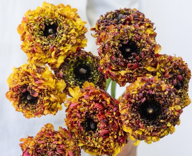 Ranunculus asiaticus ‘Lina modern’ 7 Bulbs