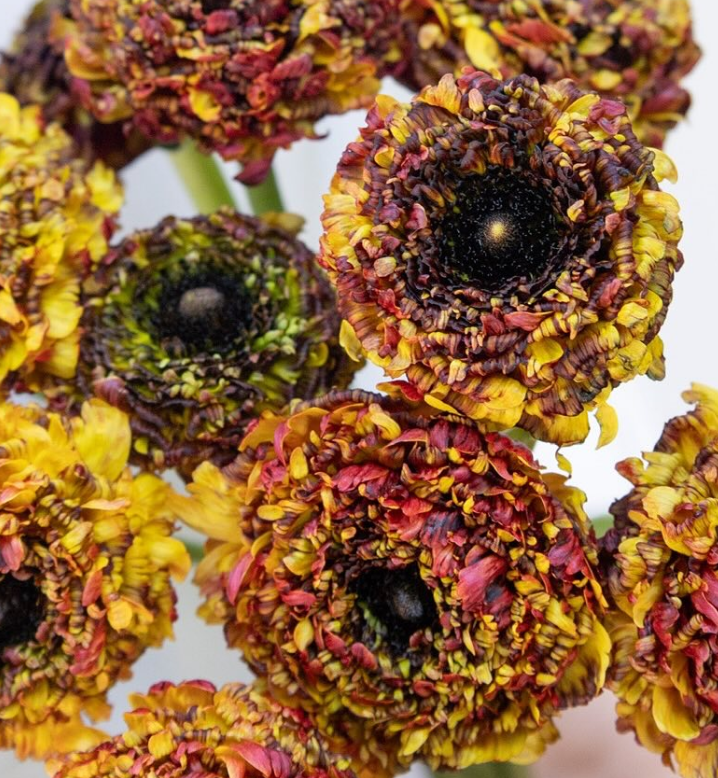 Ranunculus asiaticus ‘Lina modern’ 7 Bulbs