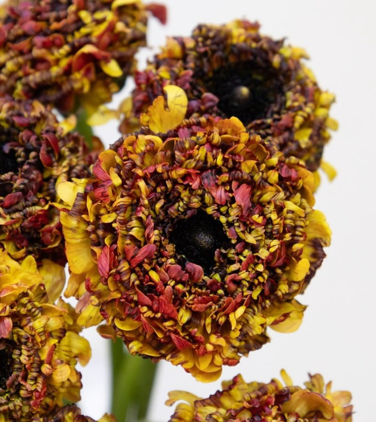 Ranunculus asiaticus ‘Lina modern’ 7 Bulbs