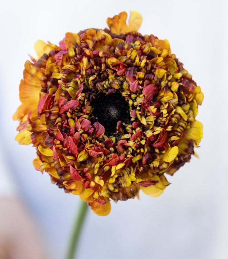 Ranunculus asiaticus ‘Lina modern’ 7 Bulbs