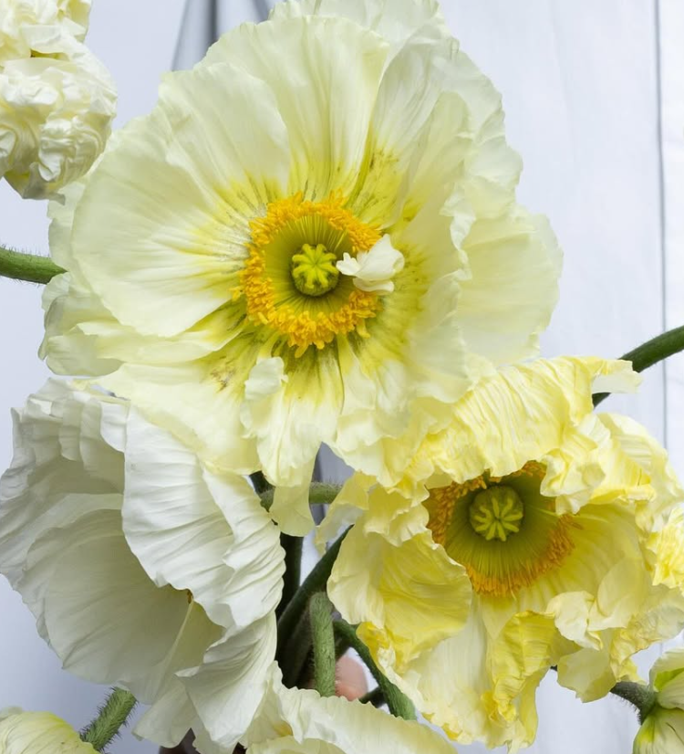 Papaver ( Poppy ) 'Bianco' 250 Seeds