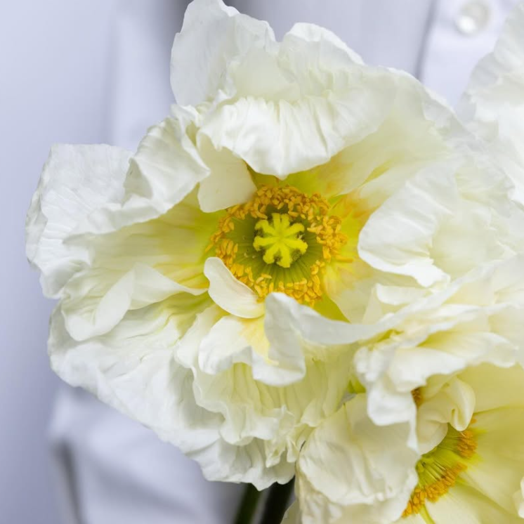 Papaver ( Poppy ) 'Bianco' 250 Seeds