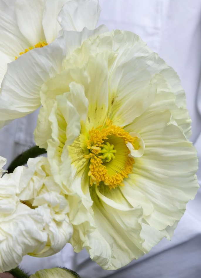 Papaver ( Poppy ) 'Bianco' 250 Seeds