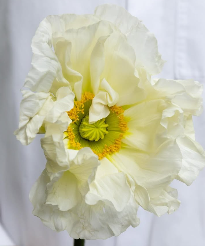 Papaver ( Poppy ) 'Bianco' 250 Seeds