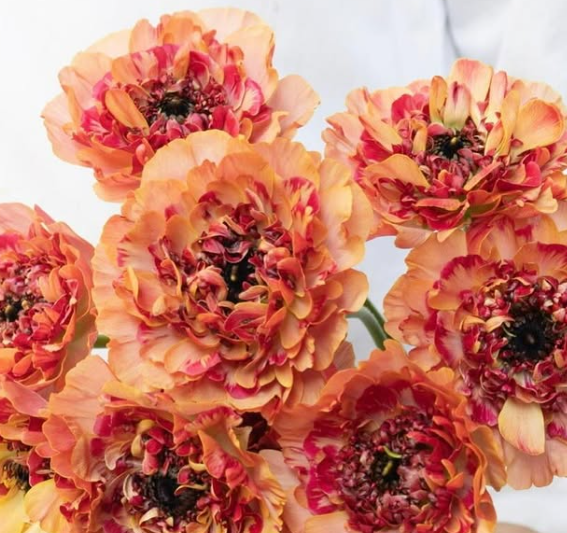 Ranunculus ’Charlotte orange’ 7 Bulbs