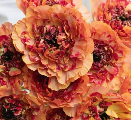 Ranunculus ’Charlotte orange’ 7 Bulbs