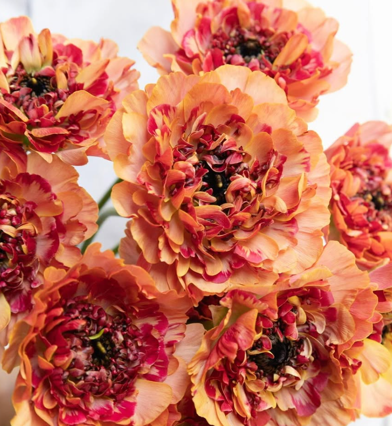 Ranunculus ’Charlotte orange’ 7 Bulbs