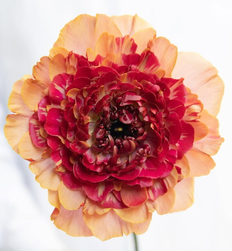 Ranunculus ’Charlotte orange’ 7 Bulbs