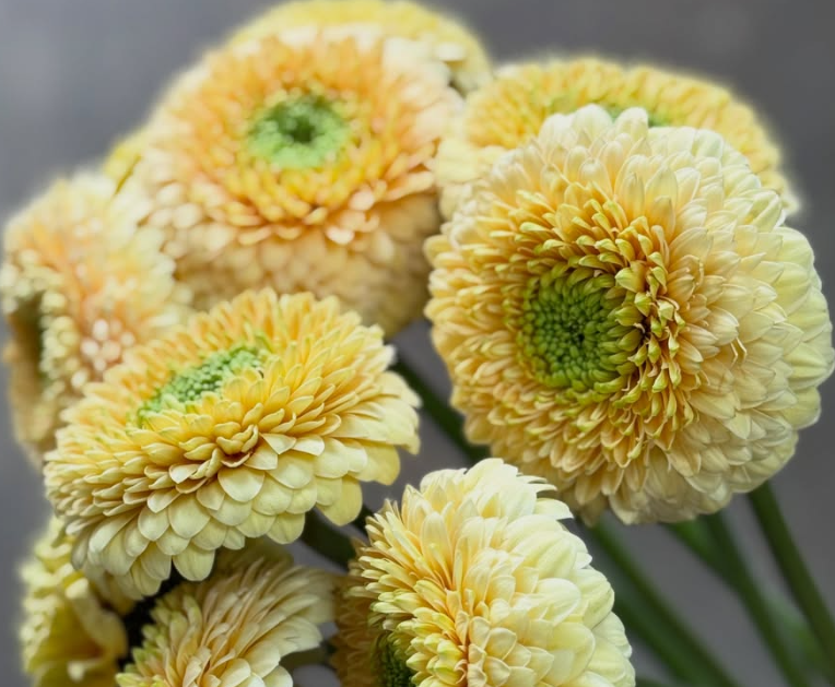 Gerbera Bolero Saturn 50 Seeds