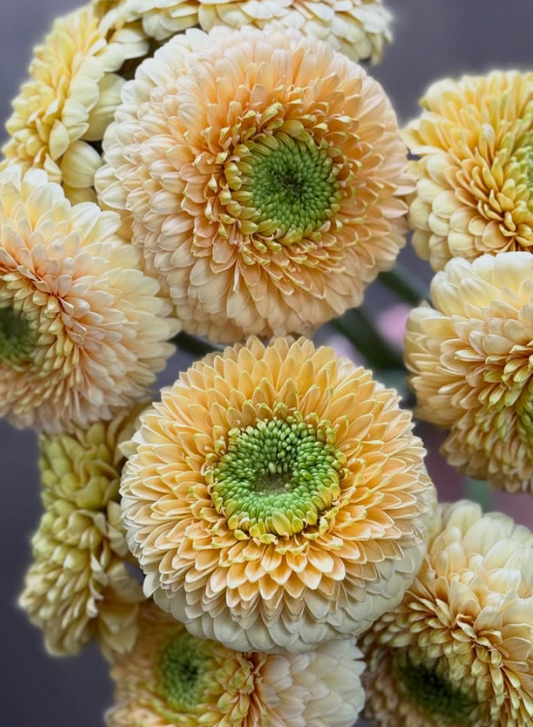 Gerbera Bolero Saturn 50 Seeds