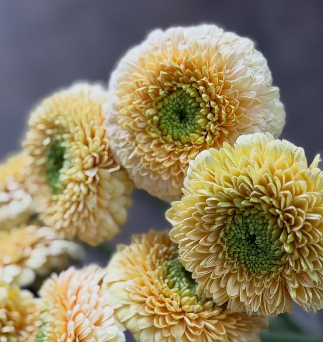 Gerbera Bolero Saturn 50 Seeds