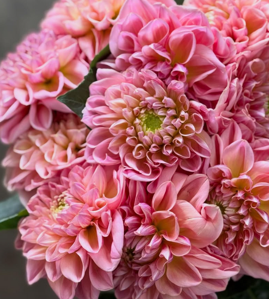 Dahlia Feminine 100 Seeds