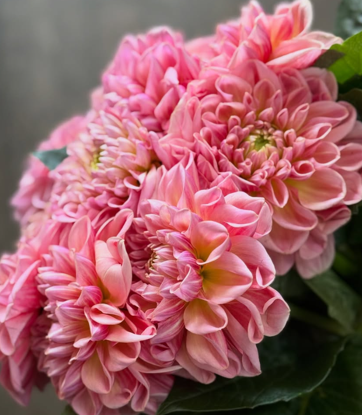 Dahlia Feminine 100 Seeds