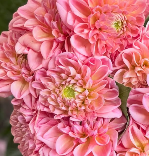 Dahlia Feminine 100 Seeds