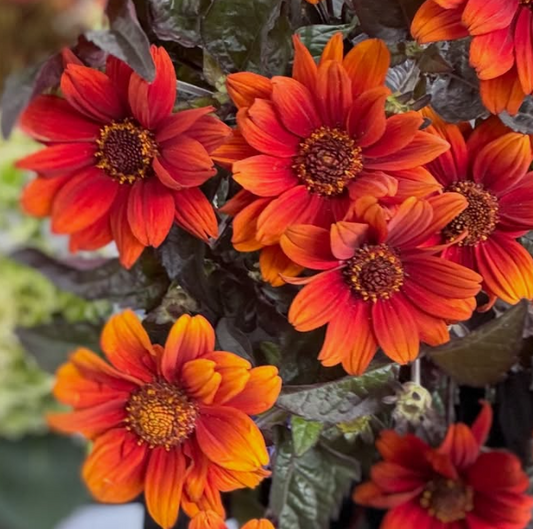 Heliopsis 'Bleeding Hearts' 50 Seeds