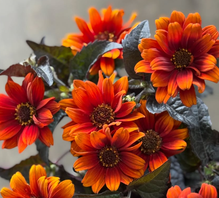 Heliopsis 'Bleeding Hearts' 50 Seeds