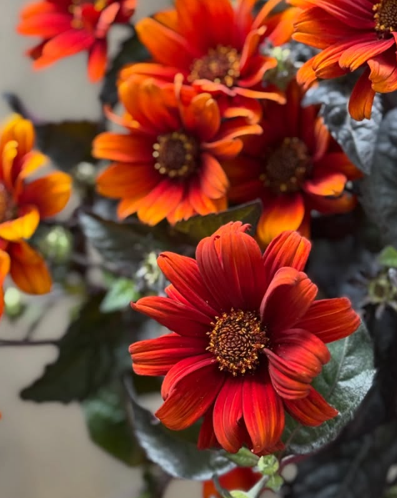 Heliopsis 'Bleeding Hearts' 50 Seeds