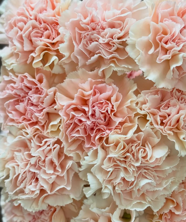 Dianthus superbus ’Mimosa Peach’ 100 Seeds
