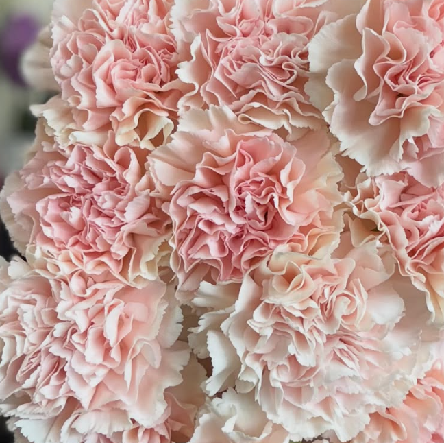 Dianthus superbus ’Mimosa Peach’ 100 Seeds