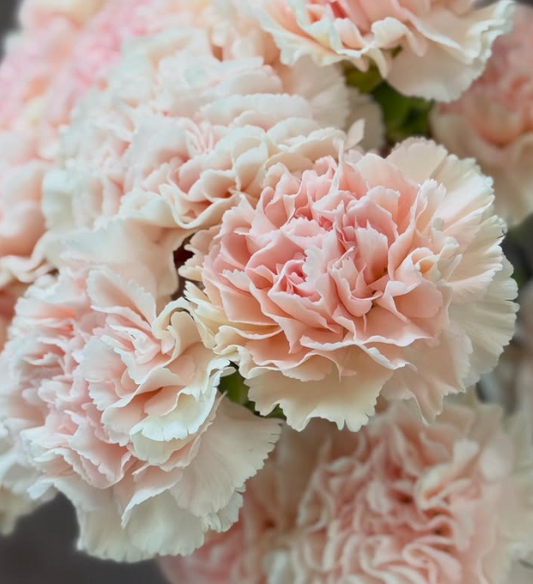 Dianthus superbus ’Mimosa Peach’ 100 Seeds
