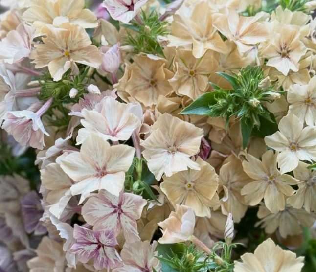 Phlox 'Donovan' 50 Seeds
