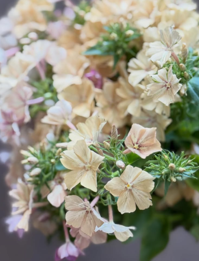 Phlox 'Donovan' 50 Seeds