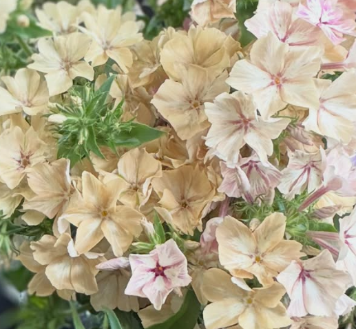Phlox 'Donovan' 50 Seeds