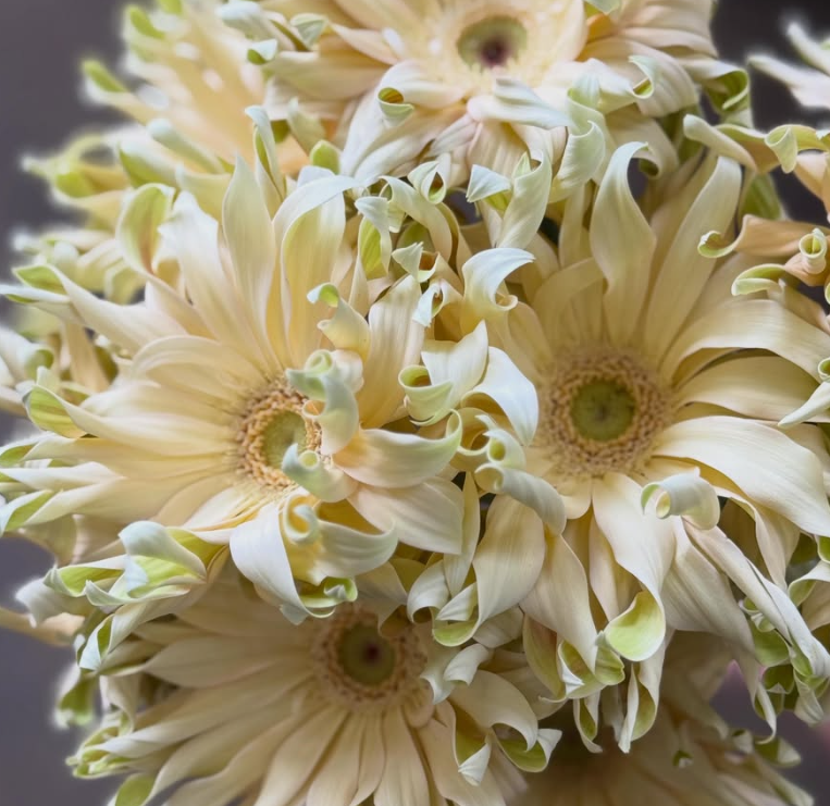 Gerbera Pasta Carbonara 50 Seeds
