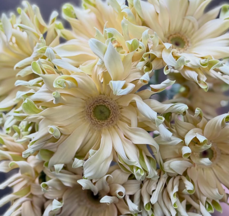 Gerbera Pasta Carbonara 50 Seeds