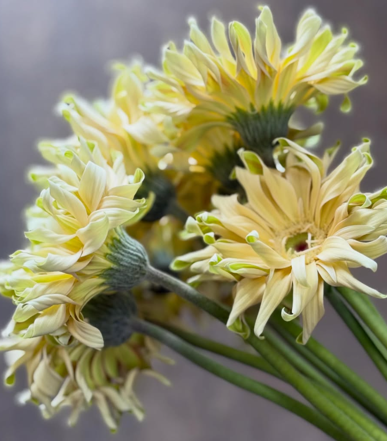Gerbera Pasta Carbonara 50 Seeds