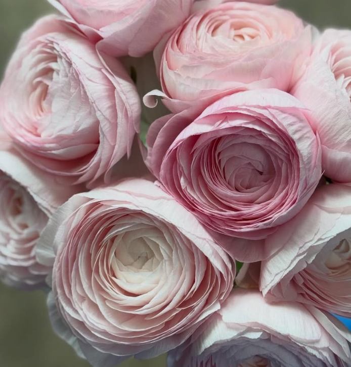 Ranunculus Success Lady 7 Bulbs
