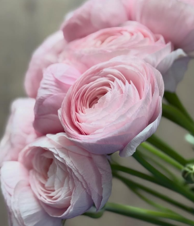 Ranunculus Success Lady 7 Bulbs