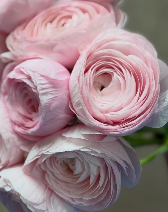 Ranunculus Success Lady 7 Bulbs