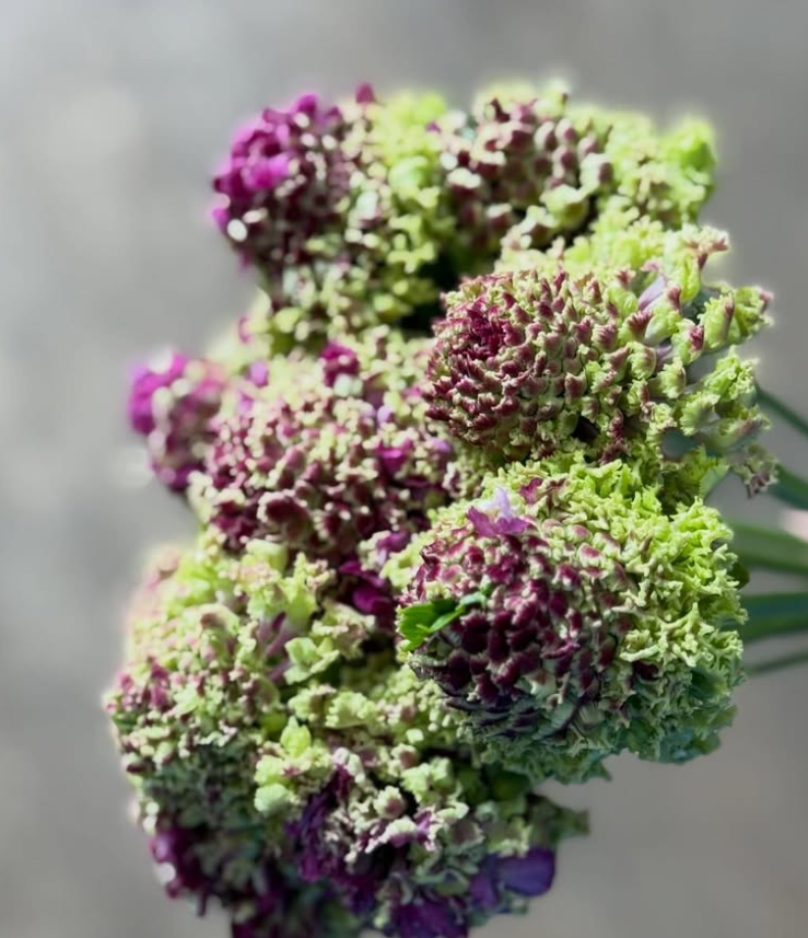 Scabiosa Fluffy Rander 50 Seeds