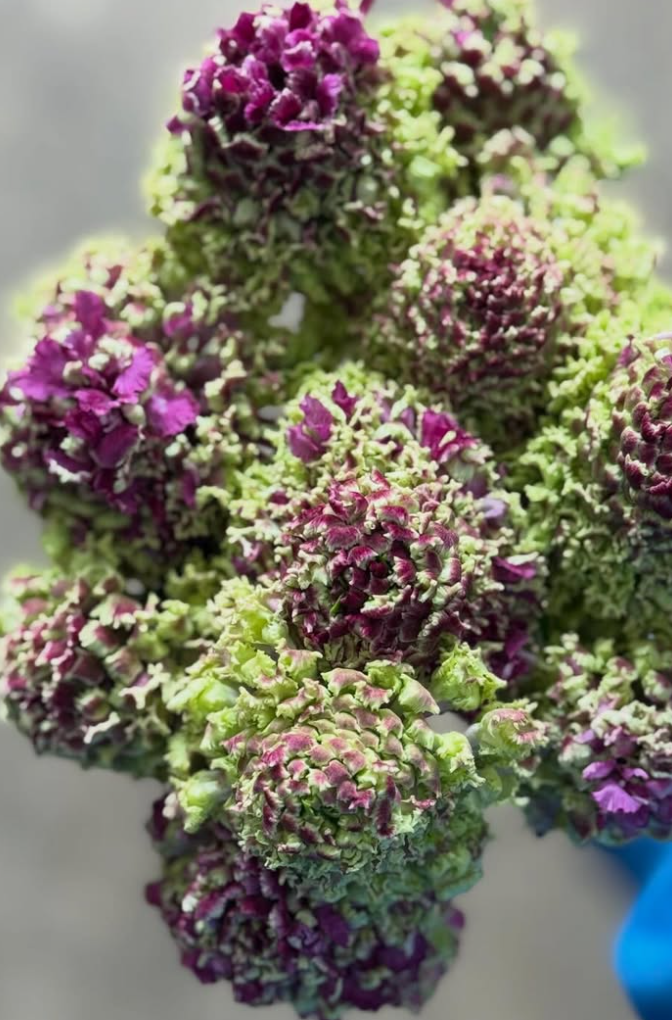 Scabiosa Fluffy Rander 50 Seeds