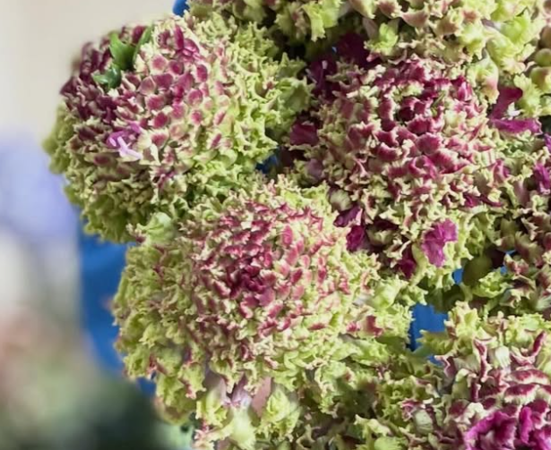 Scabiosa Fluffy Rander 50 Seeds
