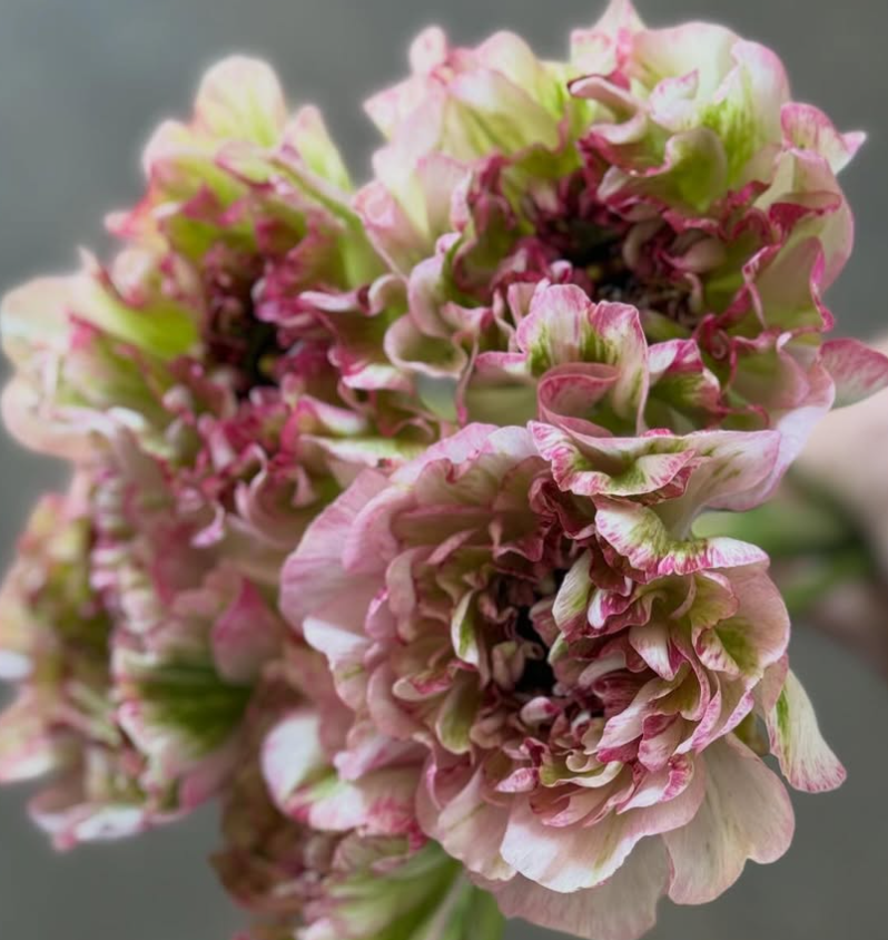 Ranunculus Jeanne d'Arc 7 Bulbs