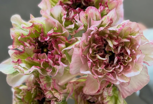 Ranunculus Jeanne d'Arc 7 Bulbs